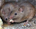 Muizen vangen of bestrijden met gif wordt steeds lastiger.